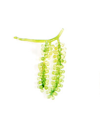 Sea grapes ( green caviar ) seaweed on white background
