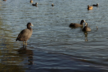 black ducks on the lake in the wild
