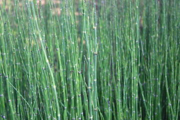 초록색 줄기 나무 근접사진