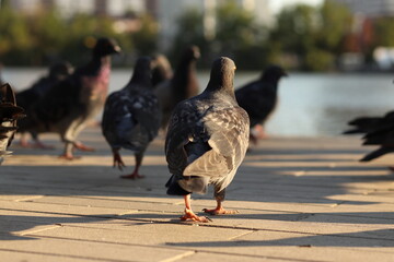 dove on the embankment
