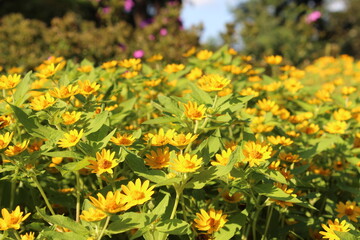 노란색 꽃 밭 근접 촬영