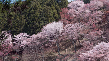 cherry blossoms in Yoshino, Nara