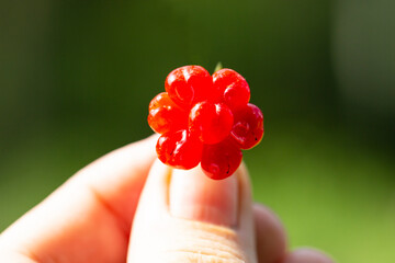 Rubus saxatilis or Stone bramble in hand.
