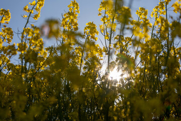 Raps Pflanze von unten fotografiert mit Sonnenstrahlen und Himmel