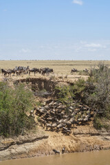 Magnificent landscape of the savanna with zebras watching the wildebeest movement (Masai Mara National Reserve, Kenya)