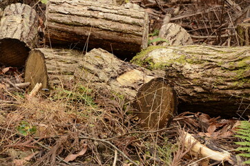 Obraz premium 切り株