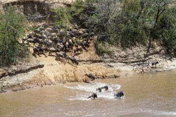 A powerful landscape where wildebeest jumps into the river, Wildebeest migration (Kenya, Masai Mara National Reserve)