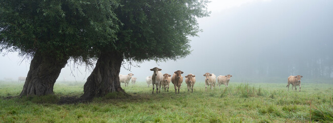 blonde d'aquitaine cows in misty morning meadow near river seine in northern france - obrazy, fototapety, plakaty