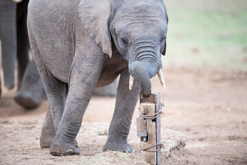 African Elephant calf investigating a camera trap