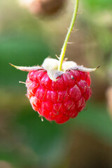 Red raspberry Rubus idaeus close up, red forest berries