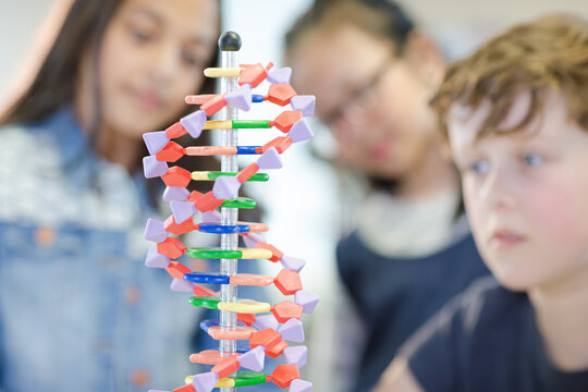 Students examining DNA model in classroom laboratory