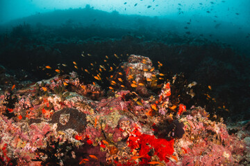 Fototapeta na wymiar Colorful underwater scene. Fish, corals, scuba diver, schooling tropical fish in clear blue ocean