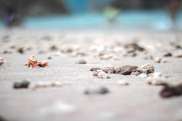 shells on the sand