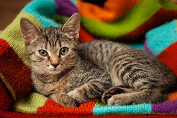 Young gray striped kitten lies on a colorful textile background