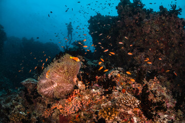 Naklejka na ściany i meble Scuba diving, underwater photography. Colorful underwater coral reef scene, divers swimming among colorful hard corals surrounded by tropical fish 