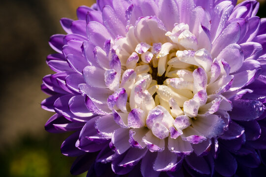 Beautiful macro astera flower with morning dew at autumn time