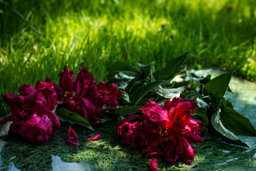 Lawn grass and a bouquet of raspberry peonies on glass
