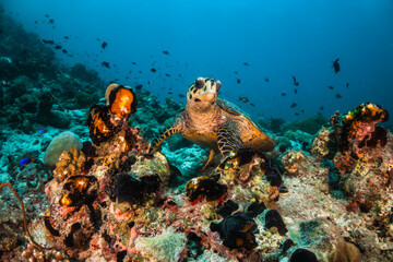 Fototapeta premium Underwater photography, turtle resting peacefully among colorful coral reef in blue ocean