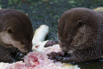 Two otters eating their prey. (Amblonyx cinereus)