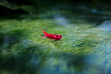 Peony petal on glass against the background of grass in the garden