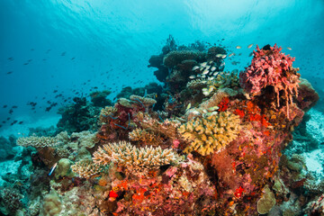 Naklejka premium Colorful underwater scene, beautiful coral reef scene with tiny tropical fish swimming among the underwater marine environment