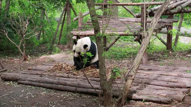 Panda Eating Bamboo In The Giant Panda Breeding Research Center In Chengdu