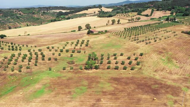 Tuscan countryside shot with drone at summer time. Aerial view of amazing country, wheat fields, in sunny weather, arid fields,green trees,olive trees 