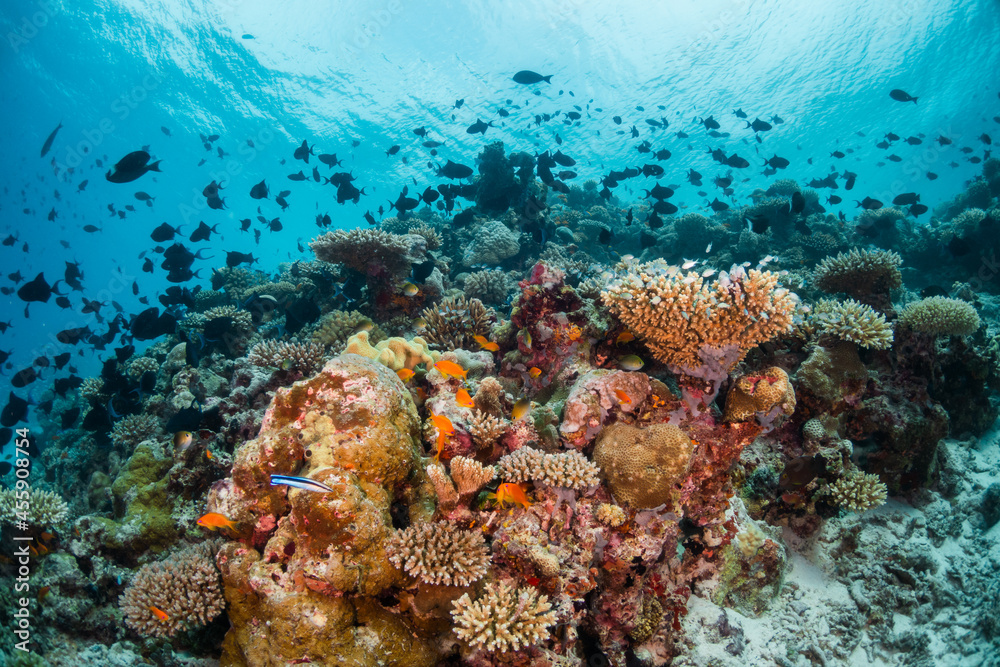 Wall mural colorful underwater scene, beautiful coral reef scene with tiny tropical fish swimming among the und