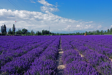 lavender field region