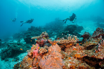 Scuba diving, underwater photography. Colorful underwater coral reef scene, divers swimming among colorful hard corals surrounded by tropical fish 