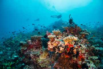 Plakat Scuba diving, underwater photography. Colorful underwater coral reef scene, divers swimming among colorful hard corals surrounded by tropical fish 