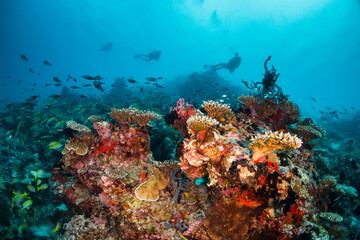 Scuba diving, underwater photography. Colorful underwater coral reef scene, divers swimming among colorful hard corals surrounded by tropical fish 