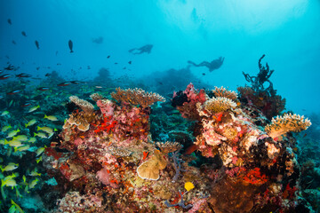 Obraz na płótnie Canvas Scuba diving, underwater photography. Colorful underwater coral reef scene, divers swimming among colorful hard corals surrounded by tropical fish 