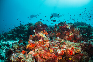 Plakat Scuba diving, underwater photography. Colorful underwater coral reef scene, divers swimming among colorful hard corals surrounded by tropical fish 