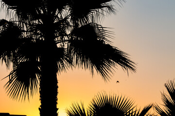 Atardecer con sombra de palmera