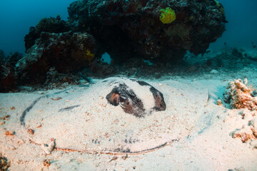 Underwater photography, stingray swimming peacefully among colorful coral reef