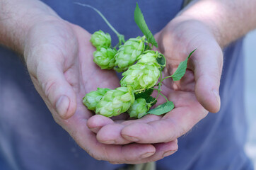 Naklejka na ściany i meble Man holding green hop cones. A grown man with palms of hops. Farming. Brewery. Daytime. Outside. Selective focus.