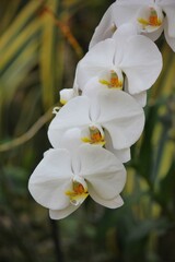 white and yellow orchid flower