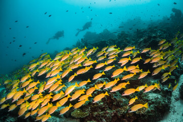 Scuba diving, colorful underwater scene, divers enjoy observing coral and fish life underwater. Beautiful marine life, tropical ocean scene.