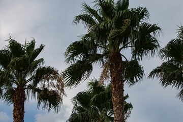 palm trees against sky