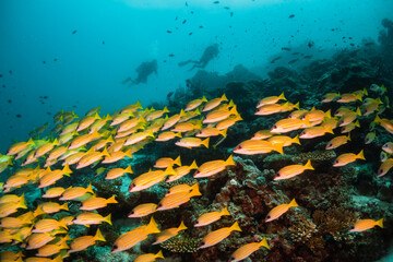 Scuba diving, colorful underwater scene, divers enjoy observing coral and fish life underwater. Beautiful marine life, tropical ocean scene.