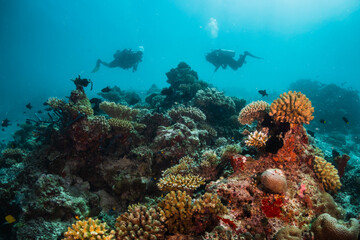 Fototapeta premium Scuba diving, colorful underwater scene, divers enjoy observing coral and fish life underwater. Beautiful marine life, tropical ocean scene.