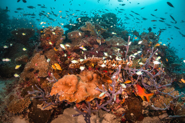 Fototapeta na wymiar Colorful underwater reef scene, schools of tropical fish swimming among coral reefs in tropical blue ocean