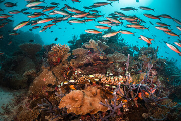 Fototapeta premium Colorful underwater reef scene, schools of tropical fish swimming among coral reefs in tropical blue ocean