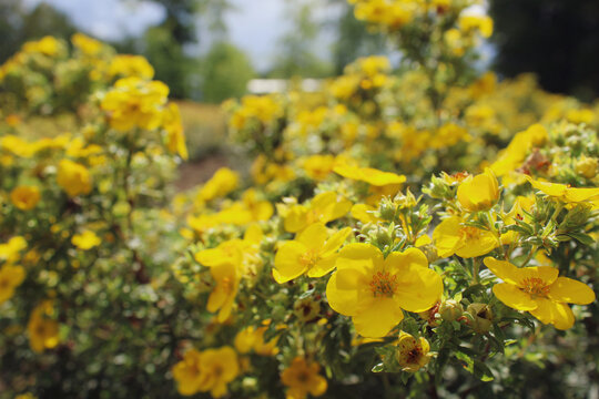 Yellow flowers of shrubby cinquefoil (Potentilla fruticosa). Autumn plant in park. 
