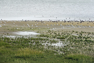 Flock of seagulls in the Wadden Sea