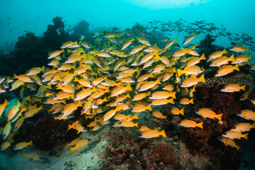 Naklejka na ściany i meble Schooling fish in deep blue ocean. School of snappers swimming in blue ocean among coral reef