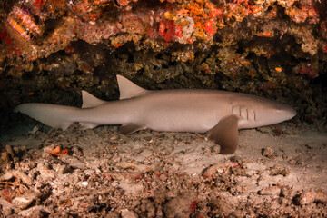 Nurse shark resting peacefully among coral reef