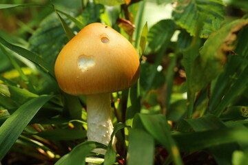 Forest mushroom on a summer day.