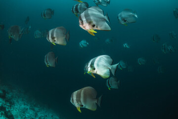 Obraz na płótnie Canvas Schooling fish in deep blue ocean. School of barracuda swimming in blue ocean among coral reef